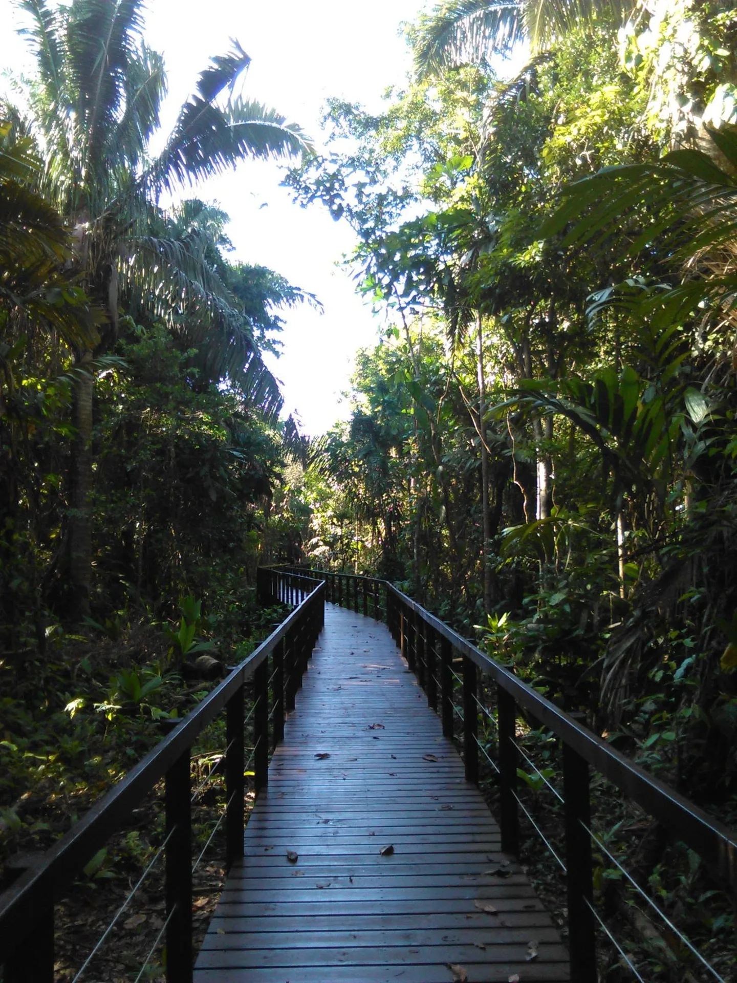 Sendero El Cativo, Parque Nacional Cahuita, fotografía 1