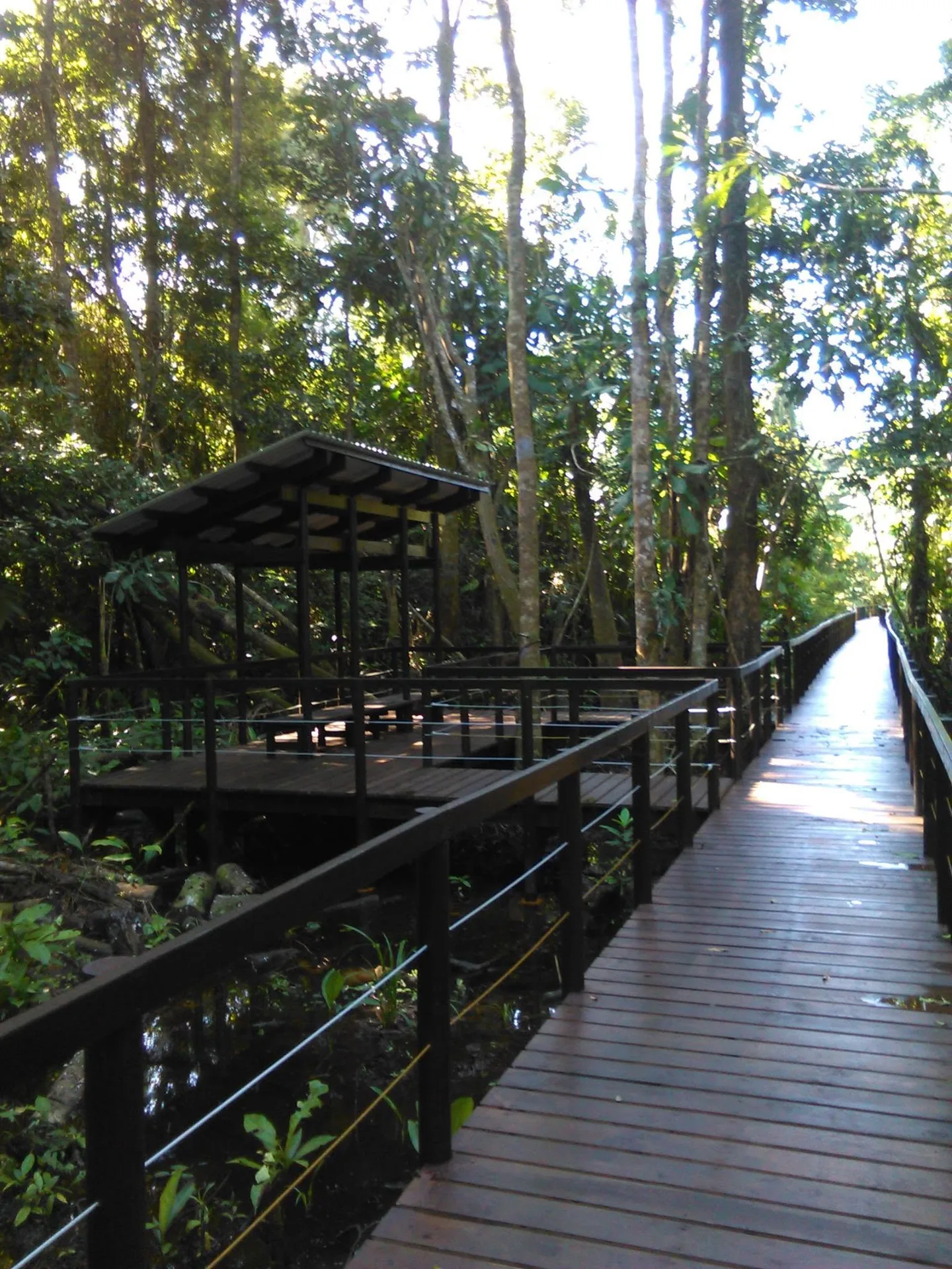 Sendero El Cativo, Parque Nacional Cahuita, fotografía 2